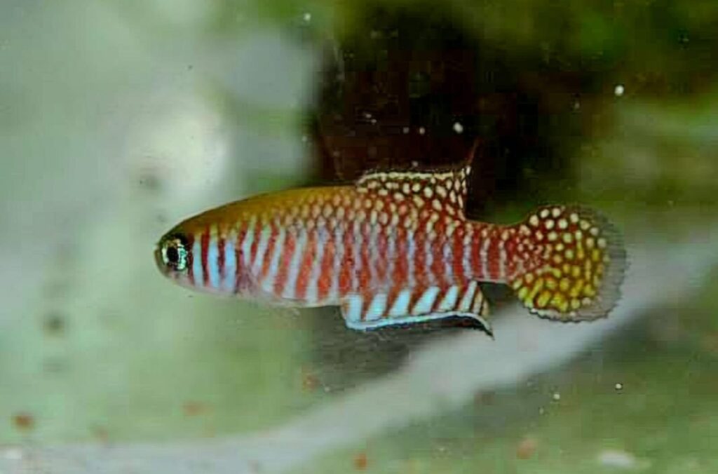 ESPÉCIES AMEAÇADAS: Goiás inicia consulta pública sobre espécies ameaçadas de extinção de peixes nativos do estado